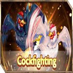 cockfighting 8989