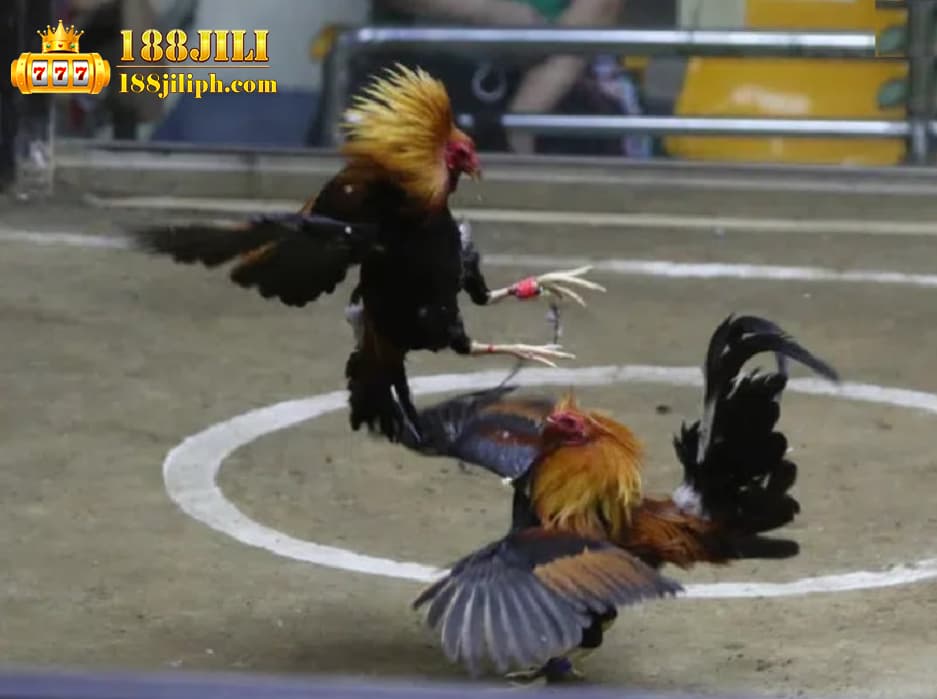 188jili live Cockfighting