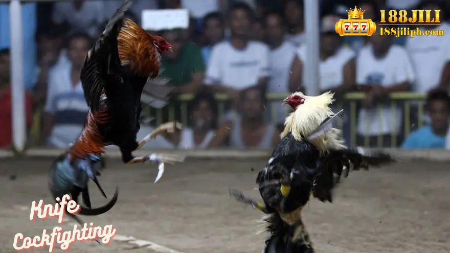 Knife Cockfighting